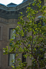 Fototapeta na wymiar Old mansion in Boston Massachusetts, view through tree leaves