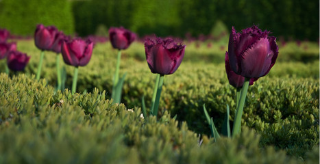 Isolated tulip flowers in garden