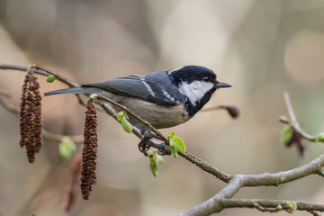 Coal tit,  Periparus ater spring
