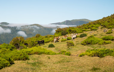 Fototapeta na wymiar Cows on pasture on Madeira island