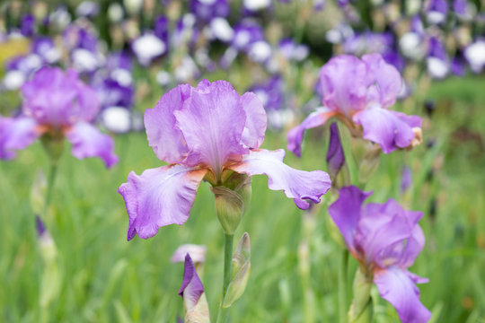 Flower of purple iris