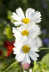 White daisy flowers