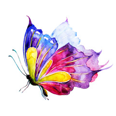 Fototapeta na wymiar butterfly,watercolor,on a white