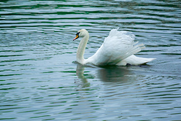 white swan on pond on green background