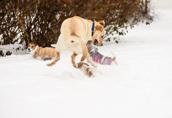Fototapeta na wymiar Small underdog dog wins fight with big hound