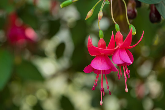 Fuchsia flower grows in the northern part of Thailand especially on the mountain area which has colder weather