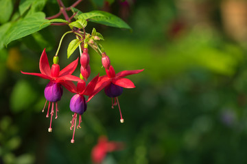 Obraz premium Fuchsia flower grows in the northern part of Thailand especially on the mountain area which has colder weather