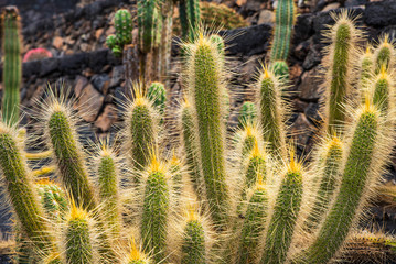 Piante Grasse nel Giardino dei Cactus - Lanzarote - Canarie