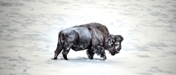 Bison  © Josh Myers