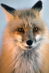 Naklejka premium Red fox 