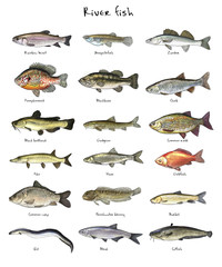 Freshwater fish - obrazy, fototapety, plakaty