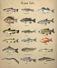 Freshwater fish