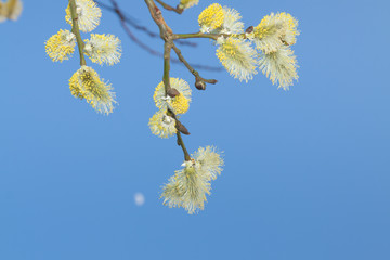 Willow Catkins Against Blue Sky