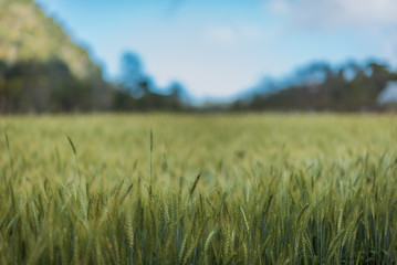 Blurred green meadow picture in vintage style.