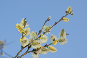 Willow Catkins Against Blue Sky