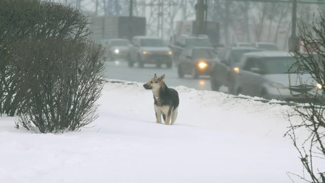 lonely stray dog near the highway in winter