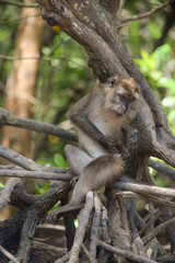Relaxed macaque sitting