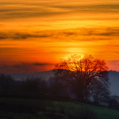 Fototapeta na wymiar Orange sunset sky and backlight tree