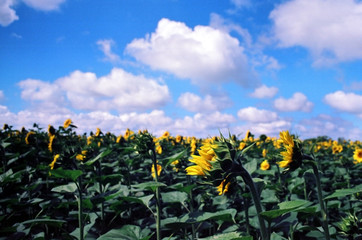 Field of sunflowers