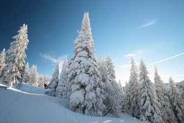 Spruce trees covered with snow on a mountain slope