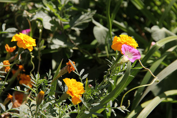 Flowers marigolds and morning glory