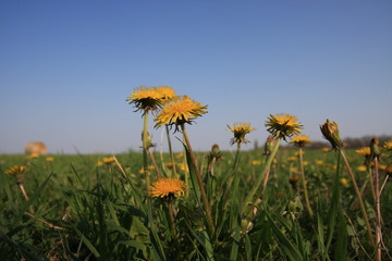 wiese mit löwenzahn, tiefer standpunkt