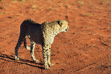 Fototapeta na wymiar Africa. Namibia. Cheetah