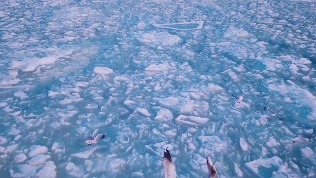 Seagulls hover over the frozen ocean during a beautiful pink sunset. Slow motion (120 fps). Seagulls sitting on ice, and the drone flies over them.