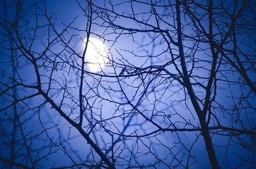 Silhouette of tree branches against blurry Moonlight