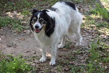 Max, the senior Australian Shepherd 