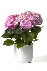 Hydrangea in white flower pot on white background