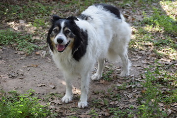 Max, the senior Australian Shepherd 
