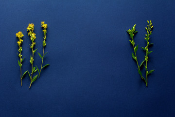 Composition with yellow flowers. blue background. flat lay, top view