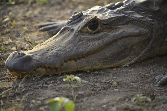 cocodrilo o babo lagarto grande crocodile, alligator	