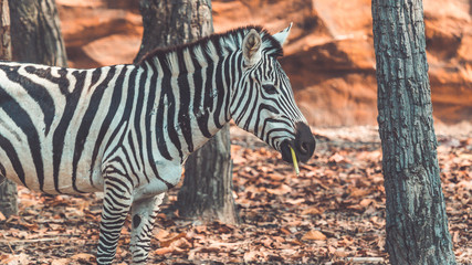 Zebra with black-and-white stripes and an erect mane.
