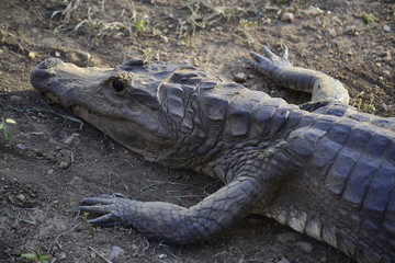 cocodrilo o babo lagarto grande crocodile, alligator