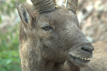 Alter Steinbock
