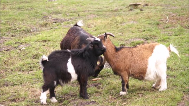 Zwergziegen auf der Weide