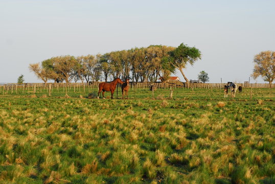 Caballos en la Pampa Humeda, Provincia de Buenos Aires.