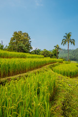 Obraz premium A lush green plantation scenery in vintage style.