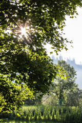 Mountain landscape. Environment and wildlife. Summer time