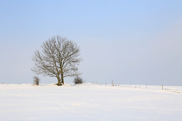 malerische Landschaft mit einzelnem Baum im Winter, Sachsen, Deutschland