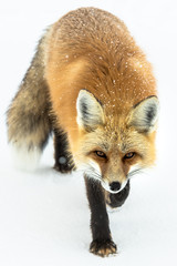 Red Fox 