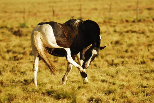 Caballos en la Pampa Humeda, Provincia de Buenos Aires.