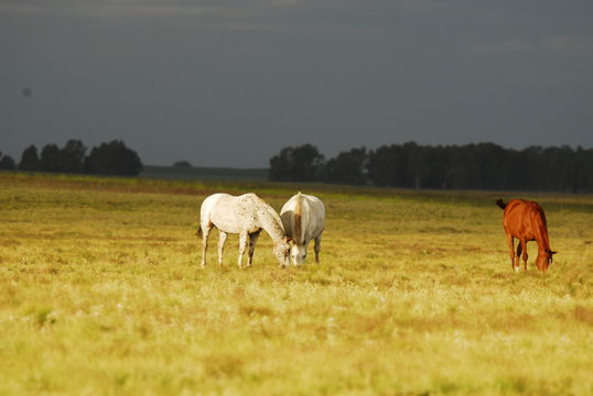 Caballos en la Pampa Humeda, Provincia de Buenos Aires.