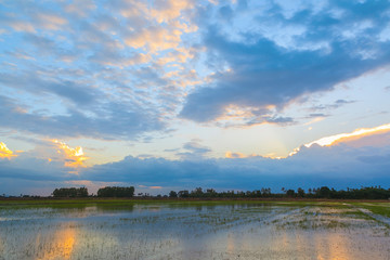 Sunset background with green rice fields in Thailand