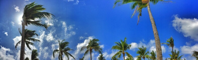 palm panorama header