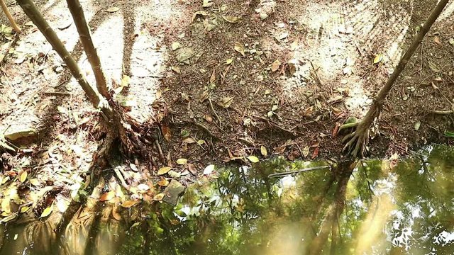 Golden autumn in Mangrove forest and saline water pond