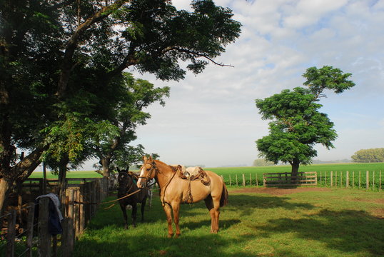 Caballos en la Pampa Humeda, Provincia de Buenos Aires.