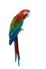 Scarlet Macaw, beautiful bird isolated with white background.